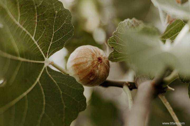 14 meilleurs fruits à cultiver dans des seaux 