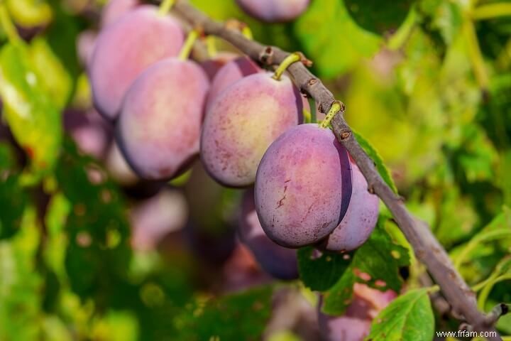 14 meilleurs fruits à cultiver dans des seaux 