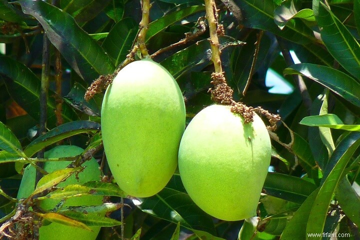 14 meilleurs fruits à cultiver dans des seaux 