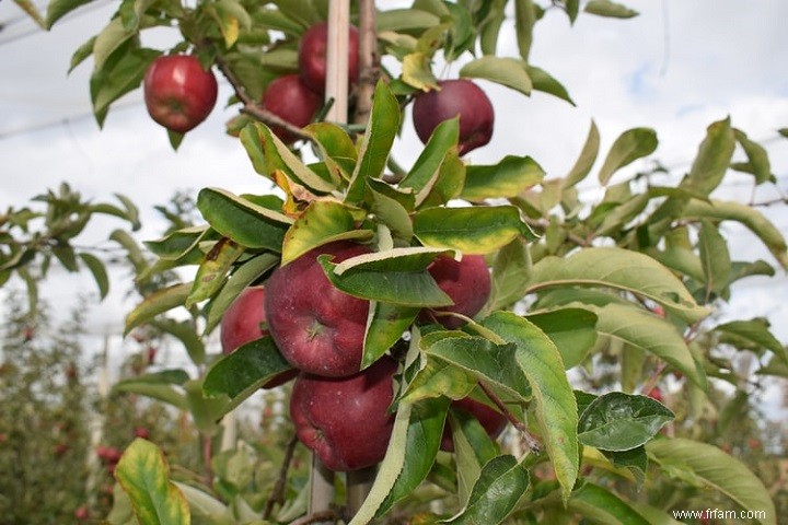 14 meilleurs fruits à cultiver dans des seaux 