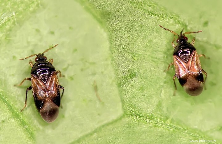 Si vous voyez ces insectes dans votre jardin, ne les tuez pas 