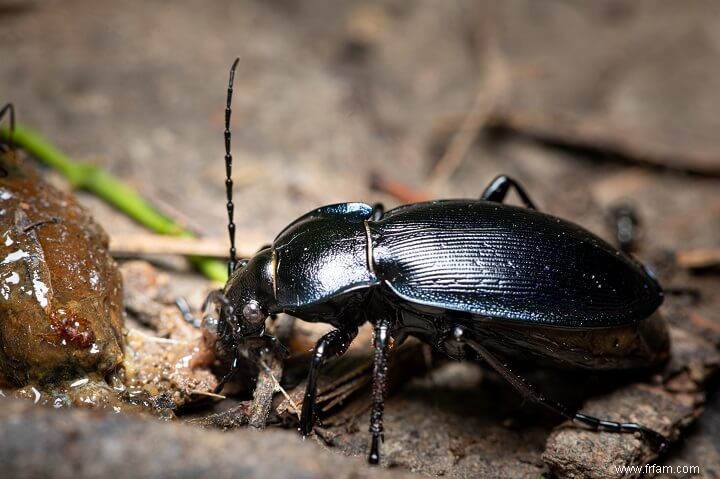 Si vous voyez ces insectes dans votre jardin, ne les tuez pas 