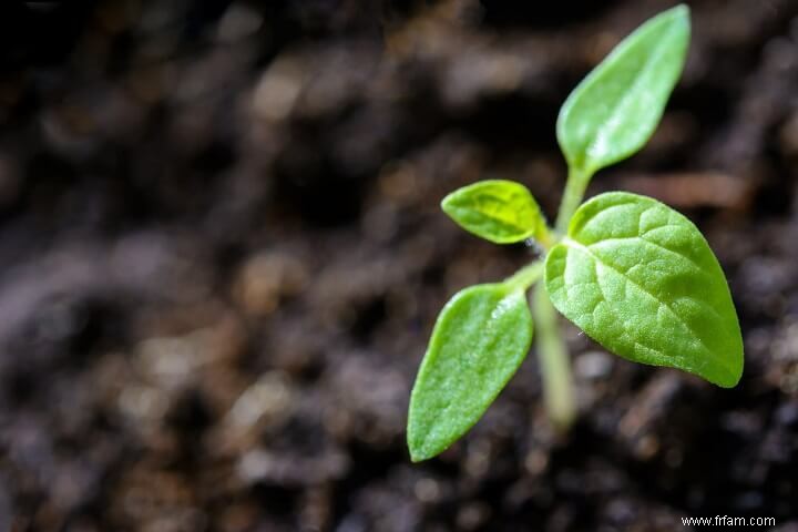 Jardinage biologique - Comment démarrer un jardin biologique en 6 étapes 