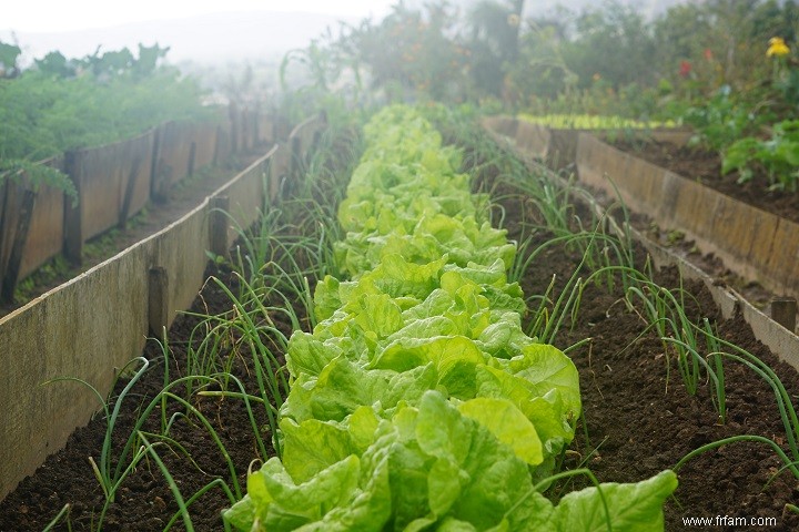 Jardinage biologique - Comment démarrer un jardin biologique en 6 étapes 