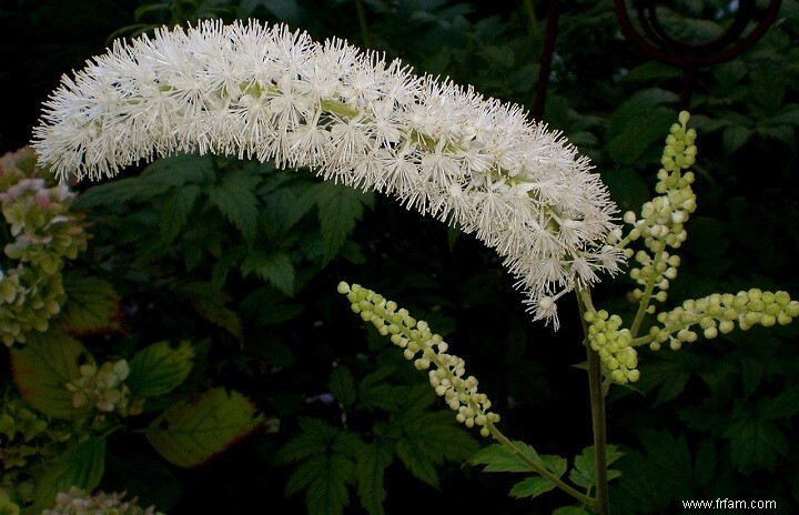 17 plantes médicinales qui poussent à l ombre 