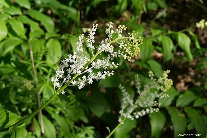 17 plantes médicinales qui poussent à l ombre 