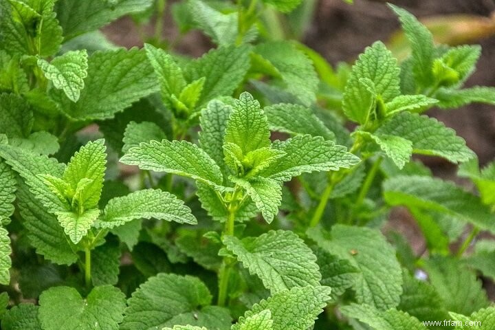 17 plantes médicinales qui poussent à l ombre 