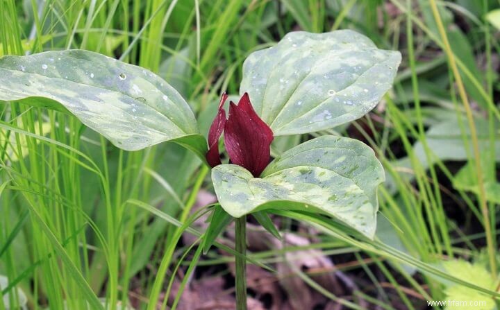 17 plantes médicinales qui poussent à l ombre 