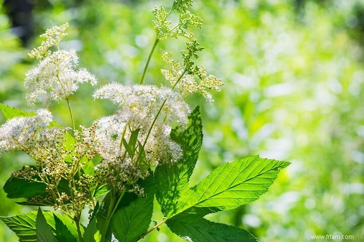 17 plantes médicinales qui poussent à l ombre 