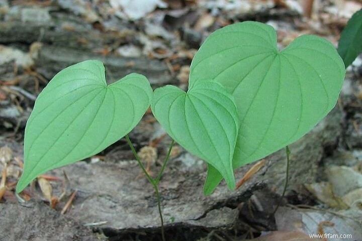 17 plantes médicinales qui poussent à l ombre 