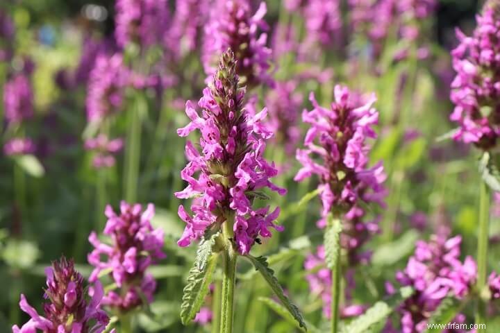 17 plantes médicinales qui poussent à l ombre 