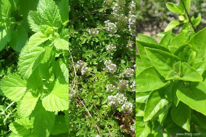 6 façons de conserver les fines herbes de votre jardin 