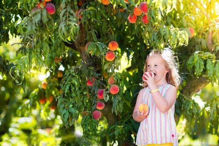 10 arbres fruitiers que vous pouvez cultiver dans le désert 