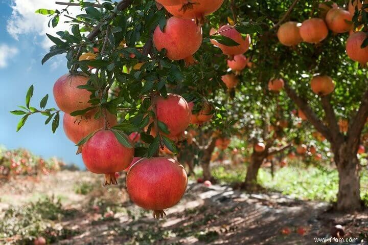 10 arbres fruitiers que vous pouvez cultiver dans le désert 