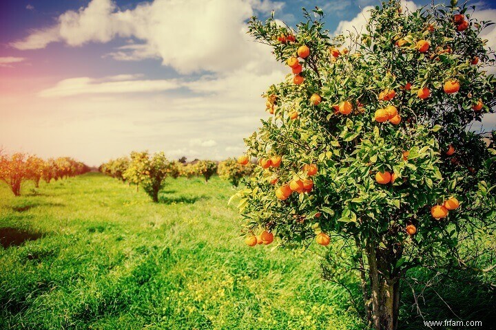 10 arbres fruitiers que vous pouvez cultiver dans le désert 