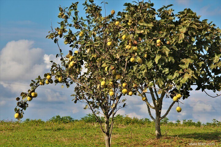 10 arbres fruitiers que vous pouvez cultiver dans le désert 