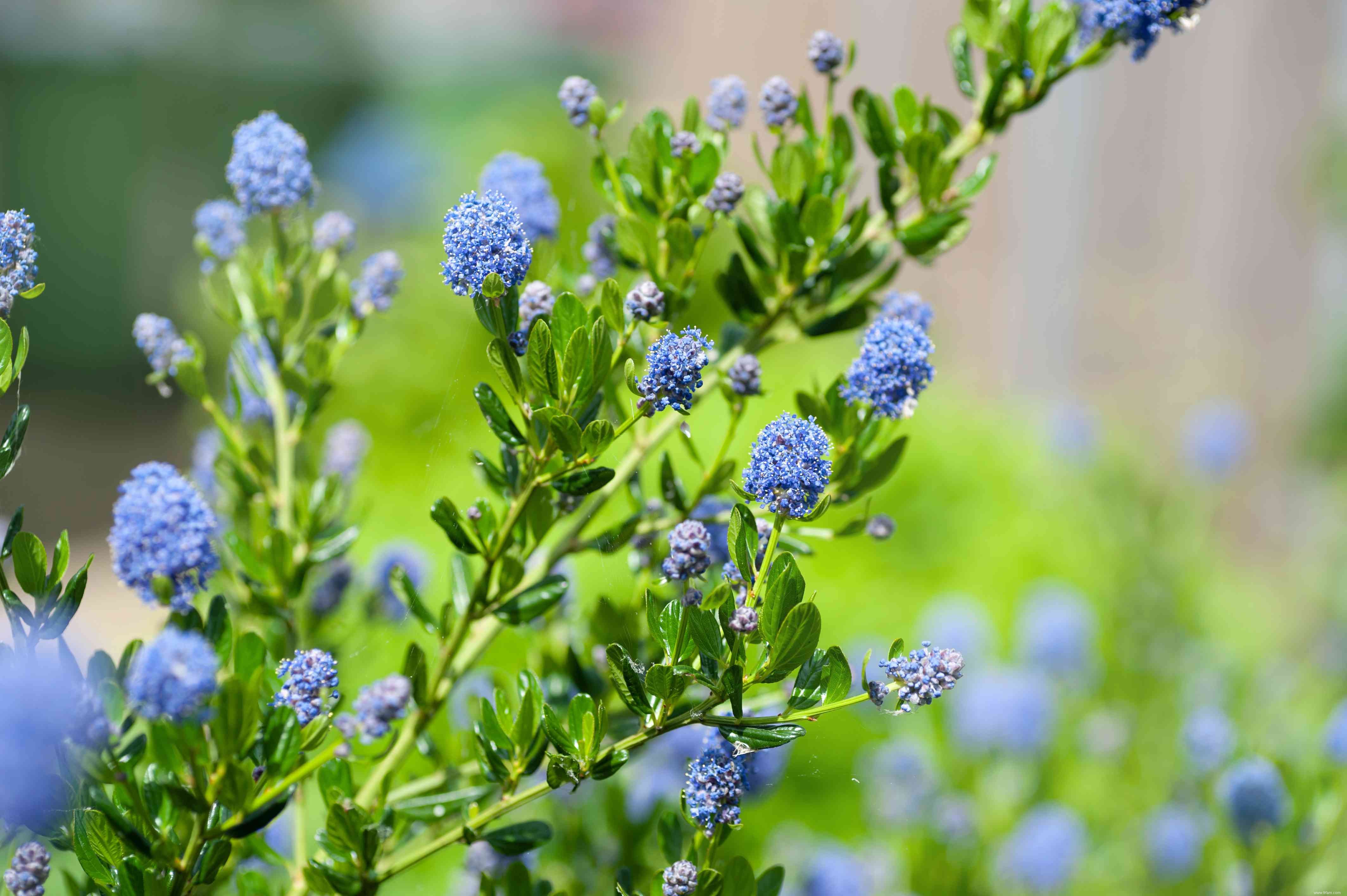 Comment faire pousser et prendre soin de Ceanothus (lilas de Californie) 