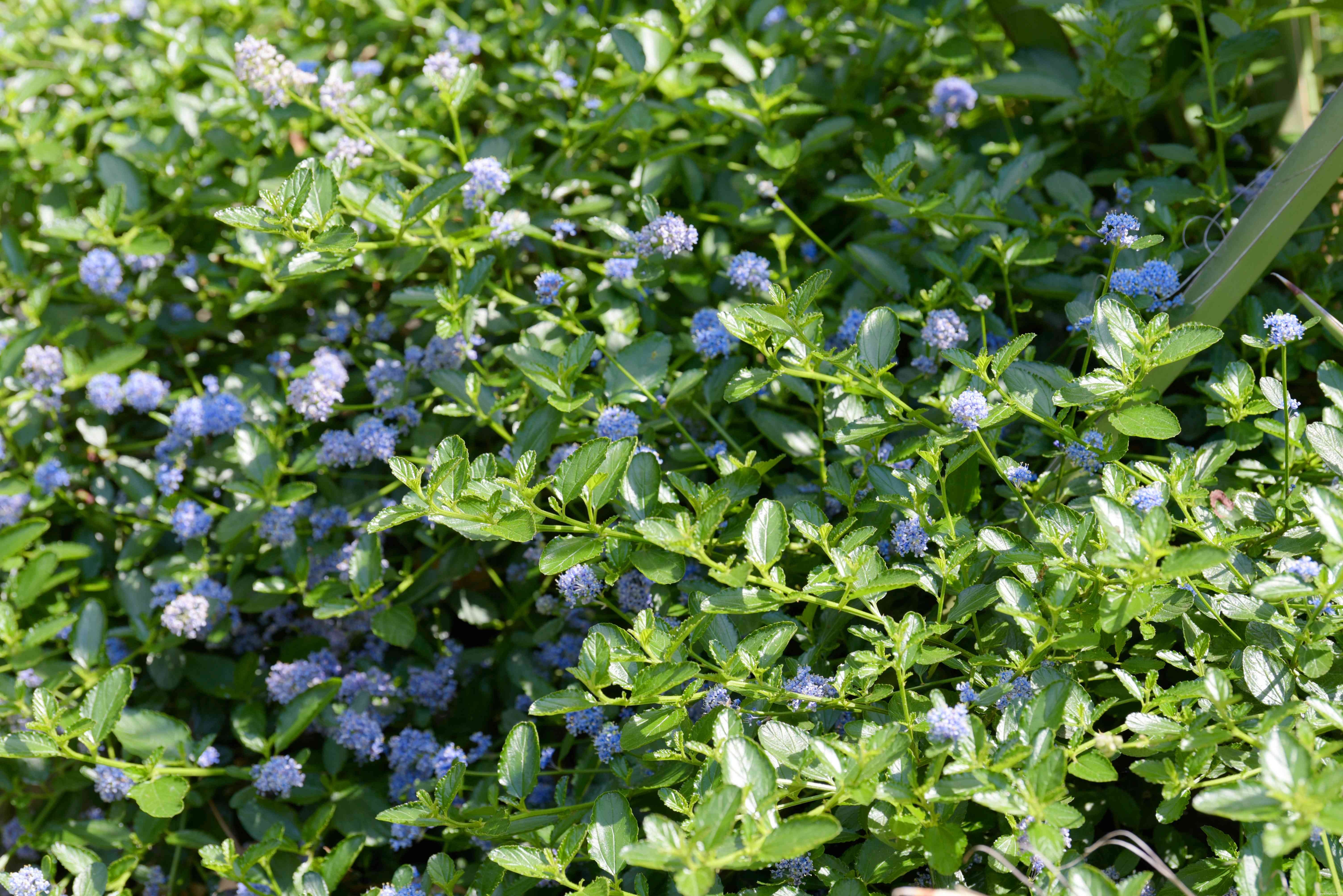 Comment faire pousser et prendre soin de Ceanothus (lilas de Californie) 