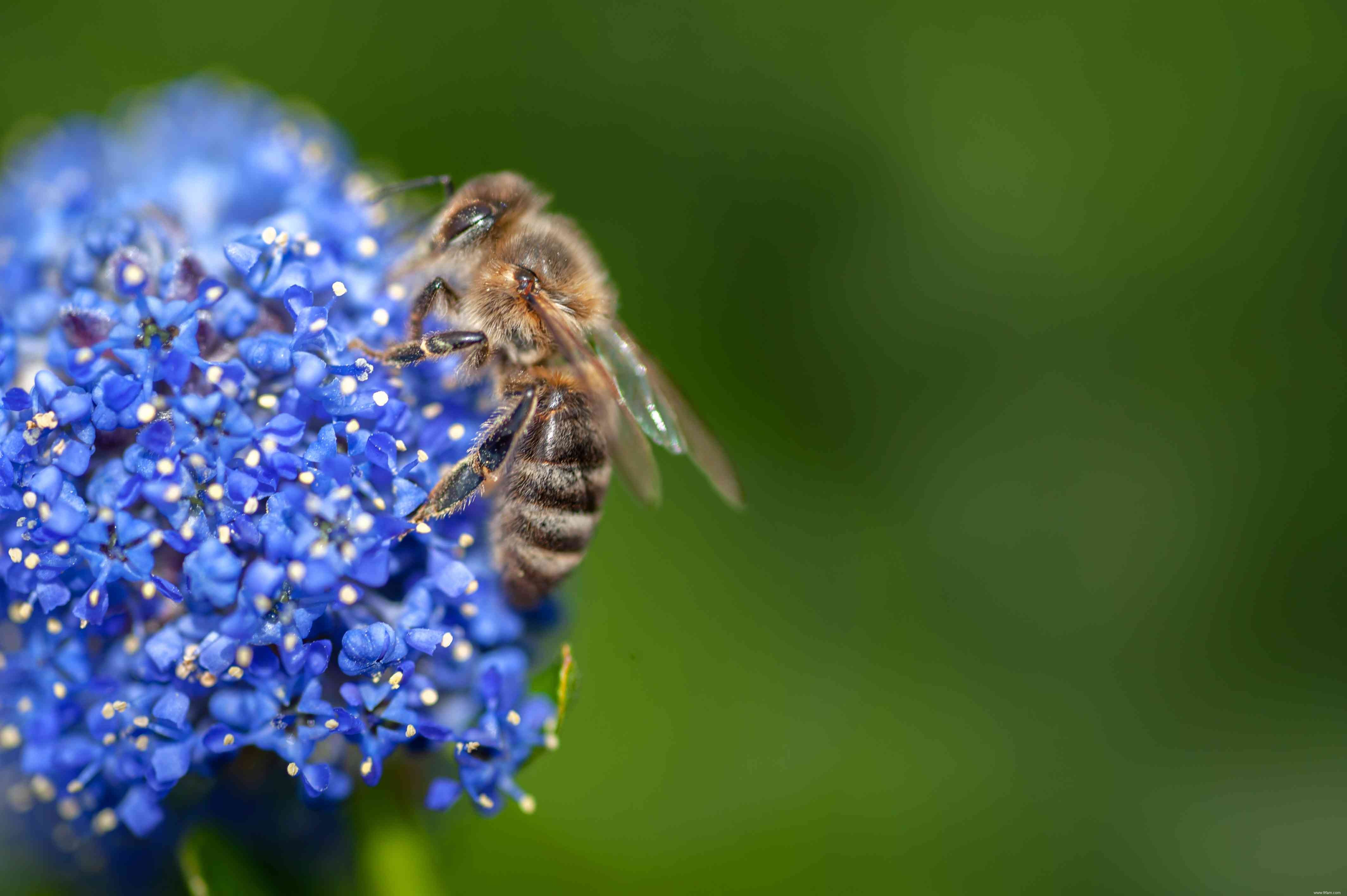 Comment faire pousser et prendre soin de Ceanothus (lilas de Californie) 