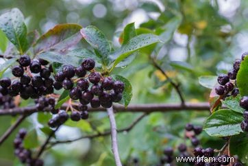 16 meilleures plantes pour les zones humides de votre paysage 