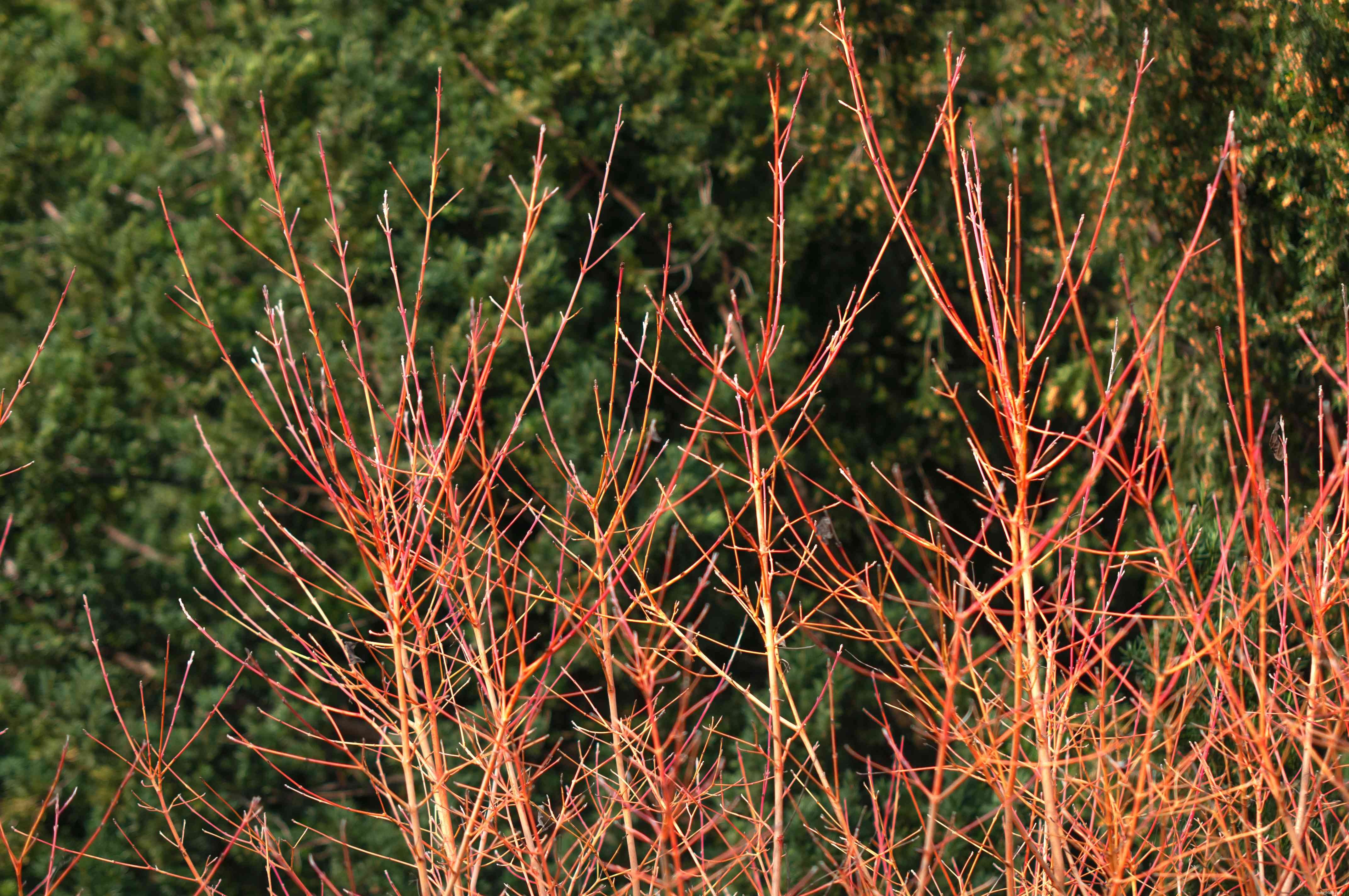 16 meilleures plantes pour les zones humides de votre paysage 