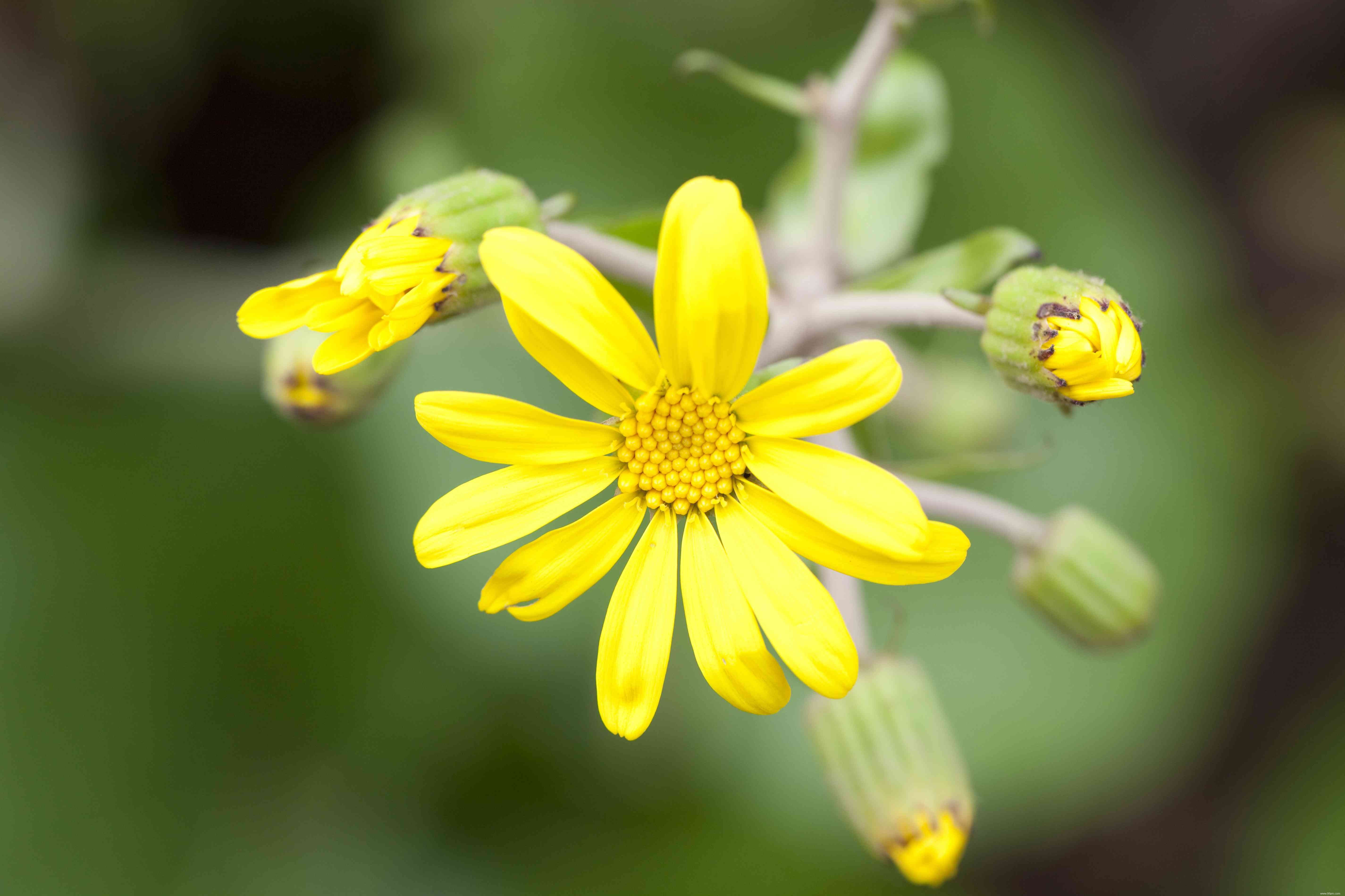 16 meilleures plantes pour les zones humides de votre paysage 