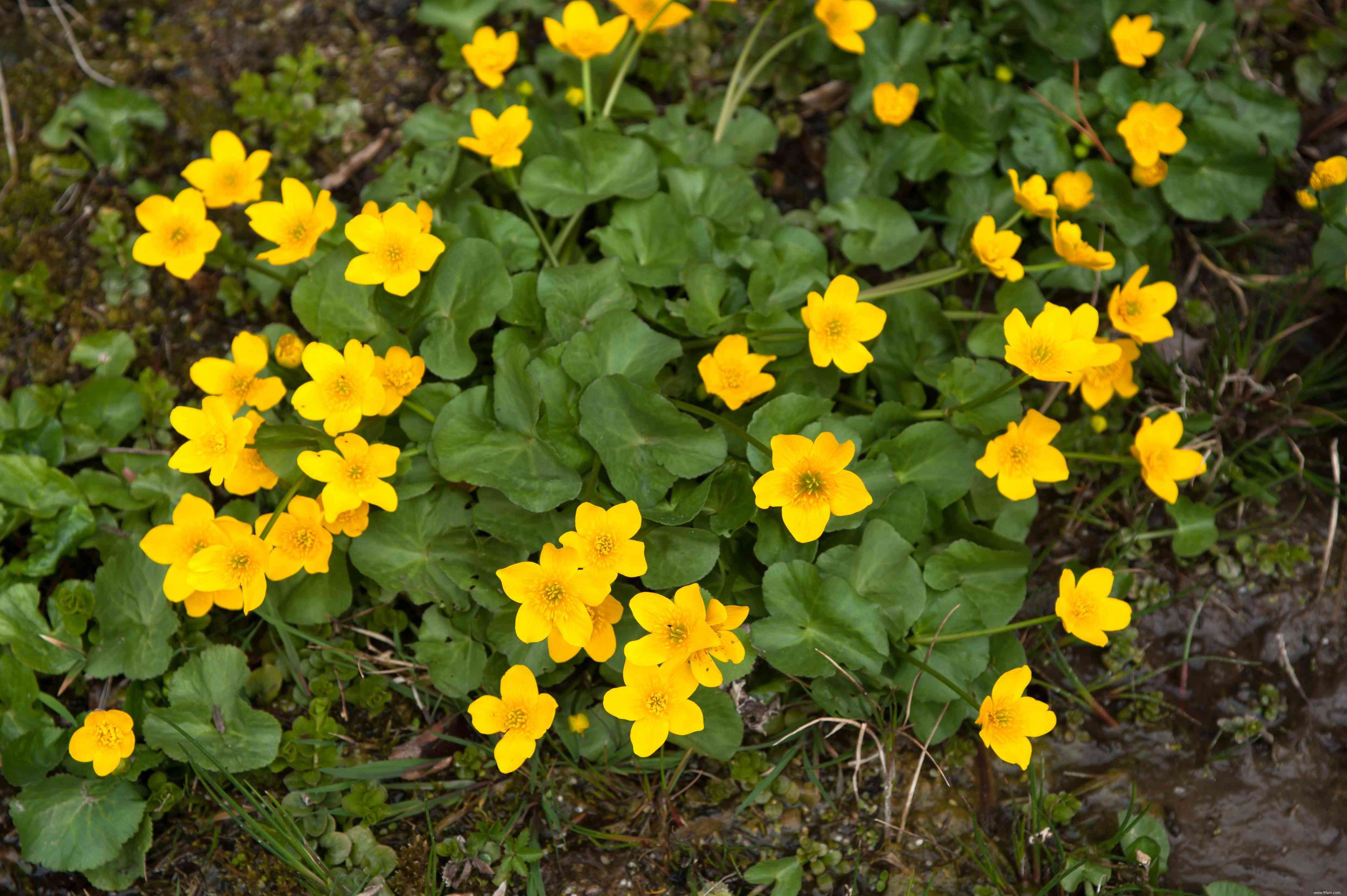 16 meilleures plantes pour les zones humides de votre paysage 