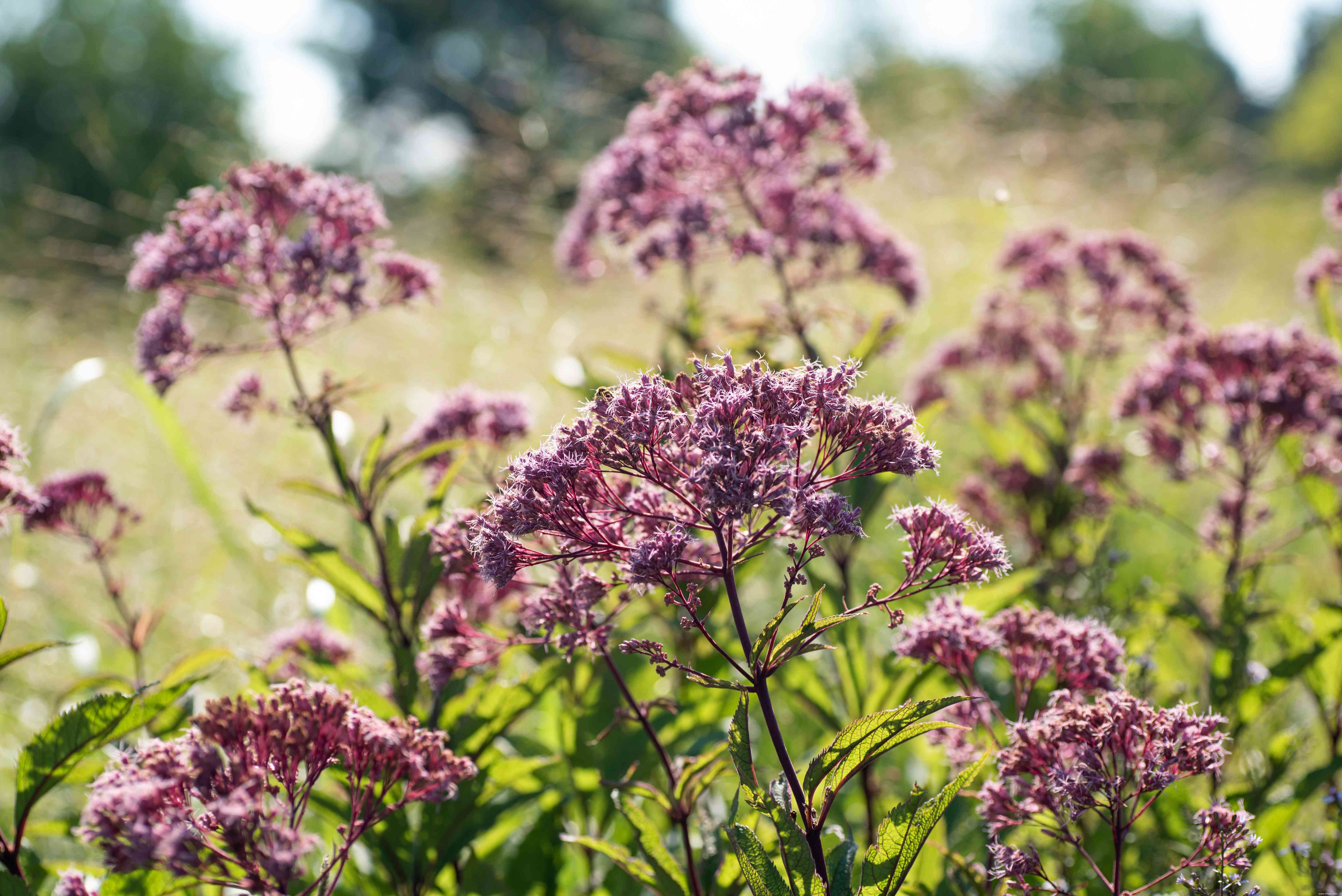 16 meilleures plantes pour les zones humides de votre paysage 