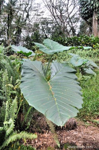 16 meilleures plantes pour les zones humides de votre paysage 