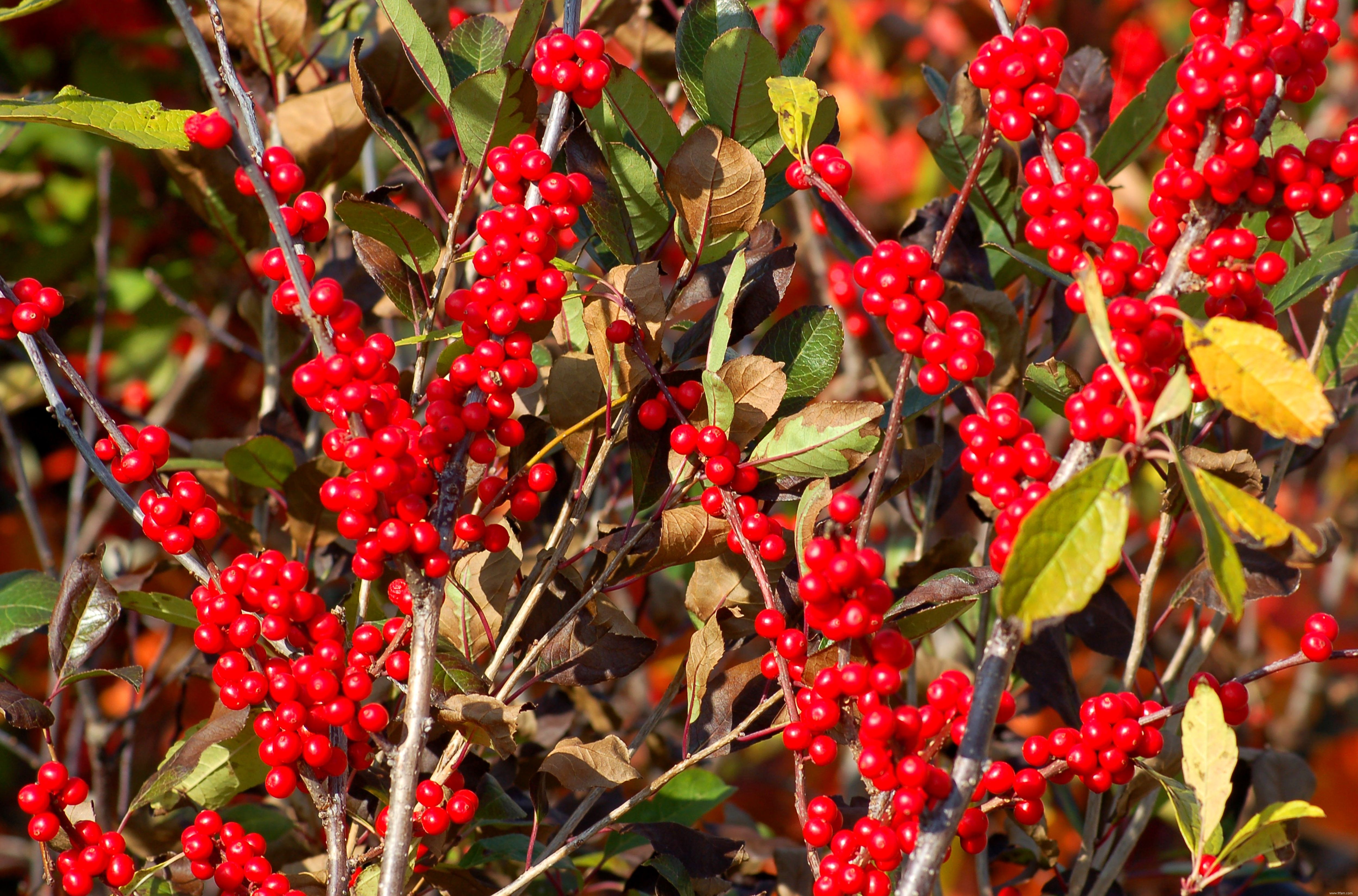 24 meilleurs types de plantes tolérantes au sel pour l aménagement paysager de plage et de bord de route 