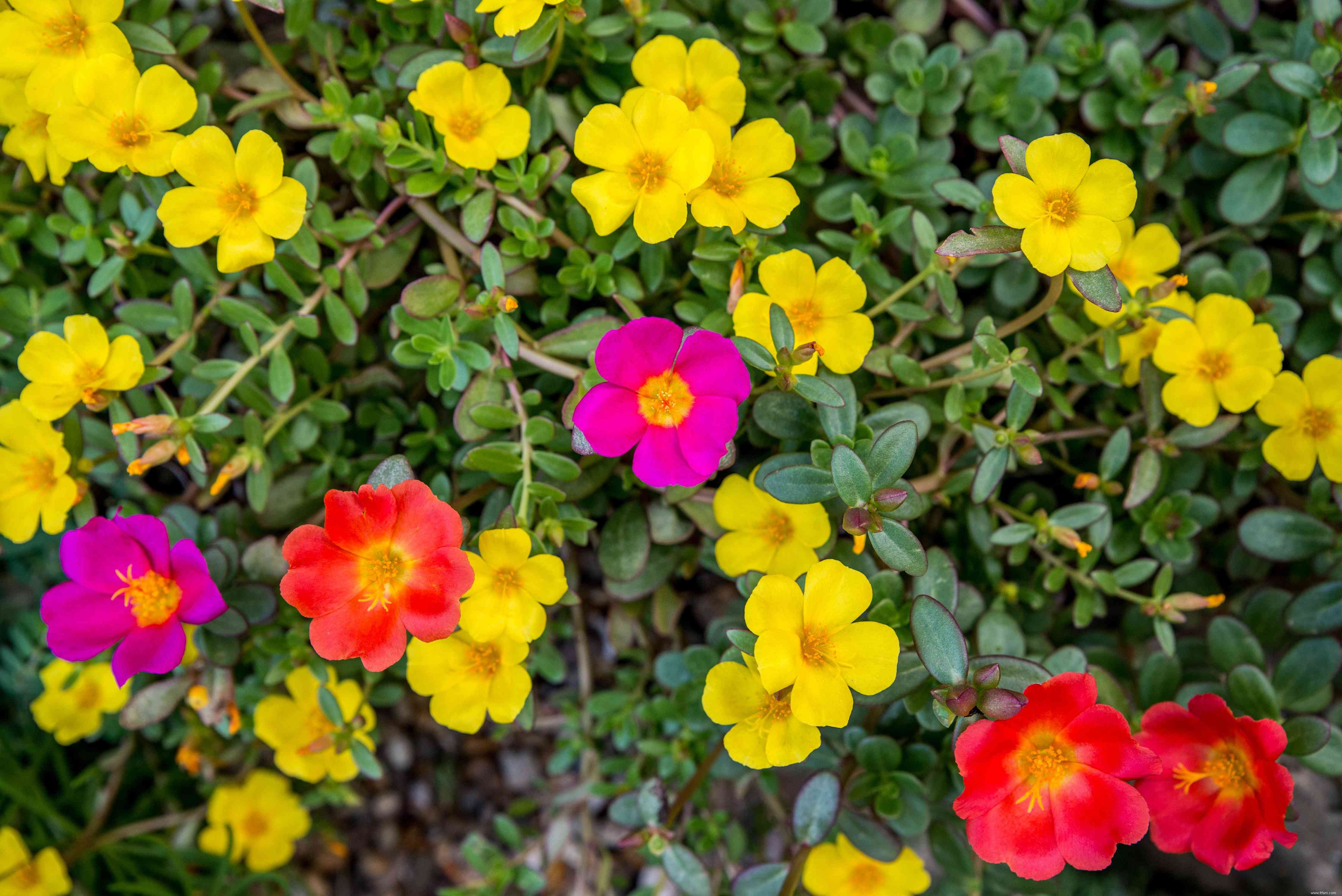 24 meilleurs types de plantes tolérantes au sel pour l aménagement paysager de plage et de bord de route 