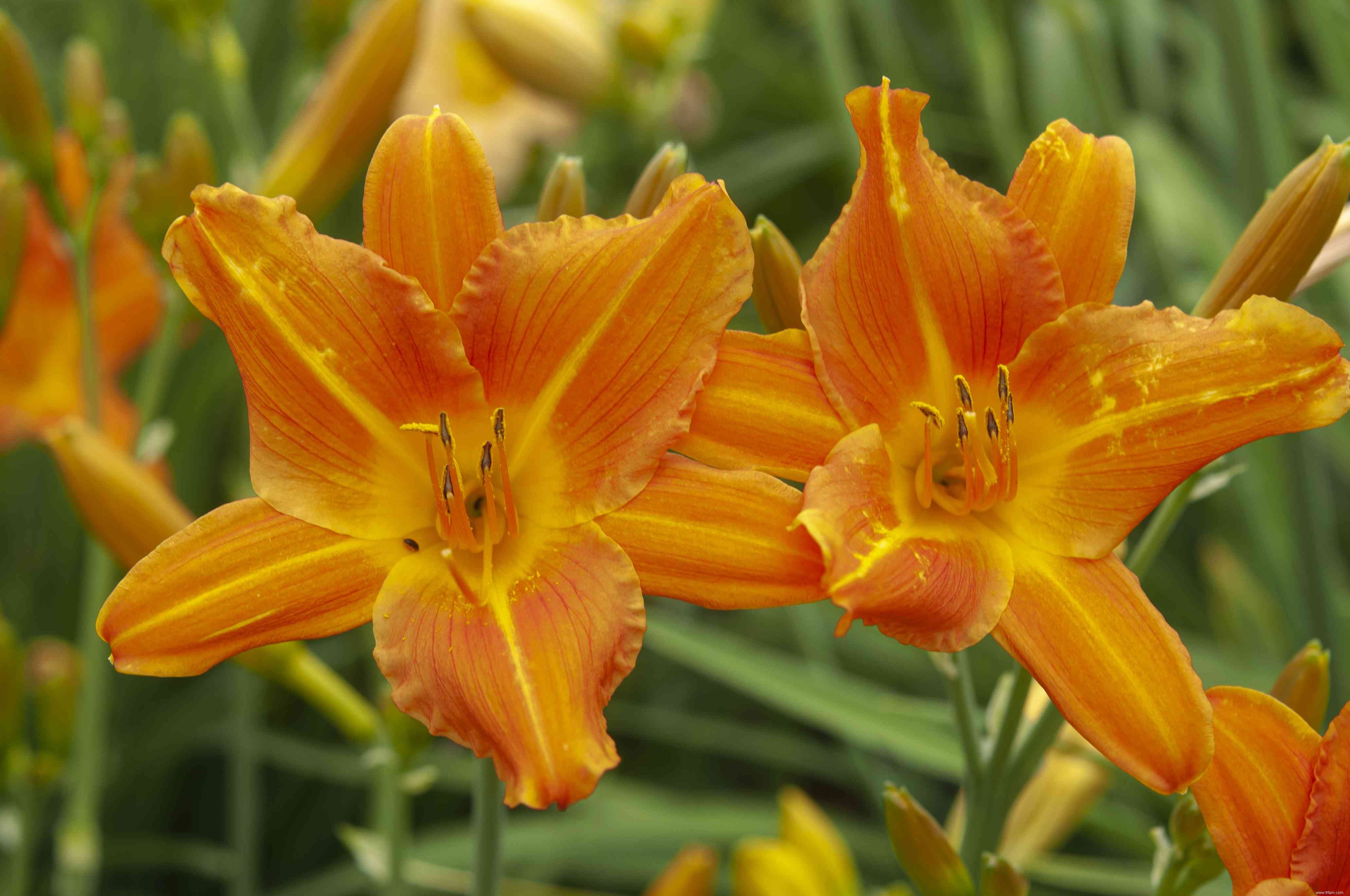 24 meilleurs types de plantes tolérantes au sel pour l aménagement paysager de plage et de bord de route 