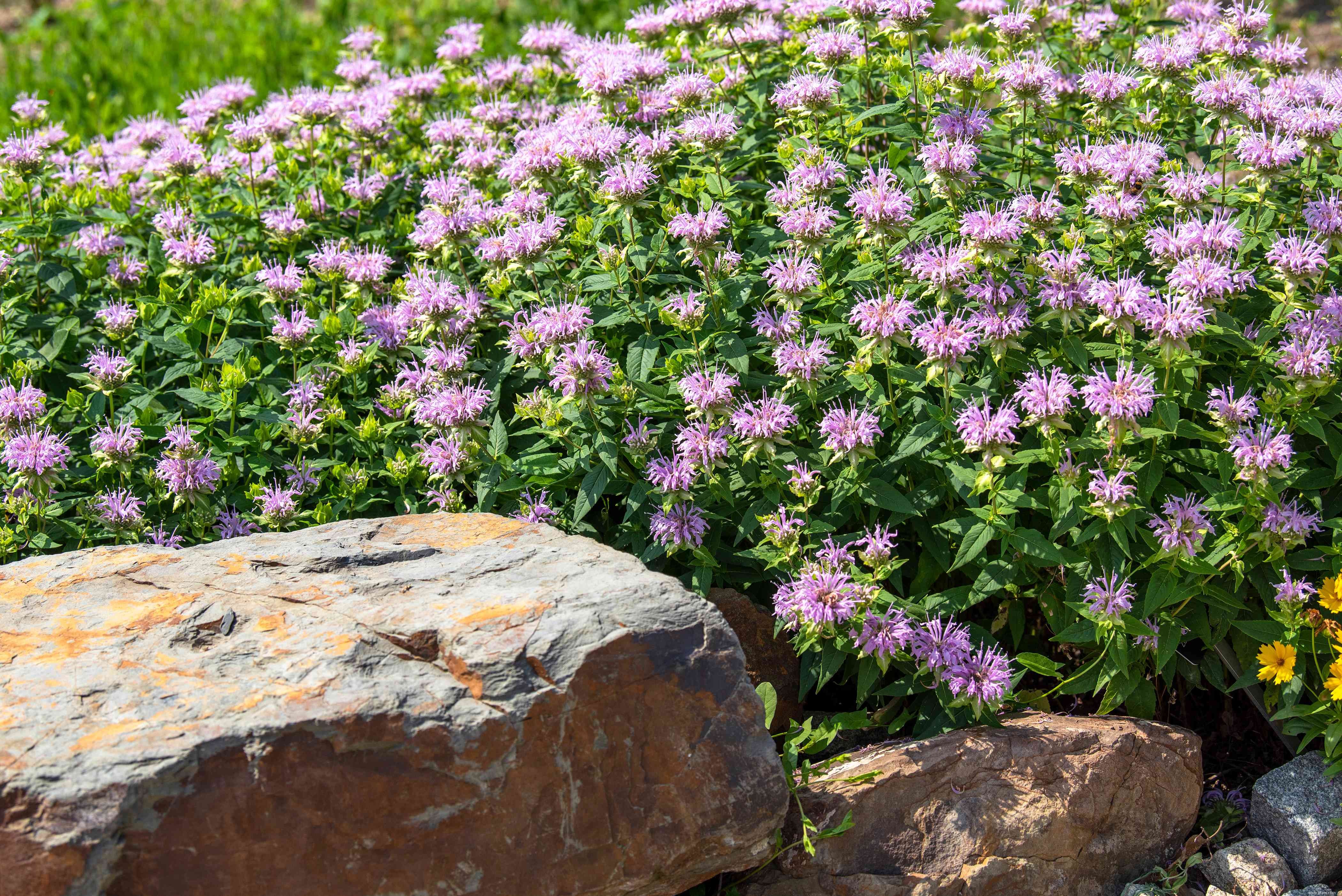 24 meilleurs types de plantes tolérantes au sel pour l aménagement paysager de plage et de bord de route 