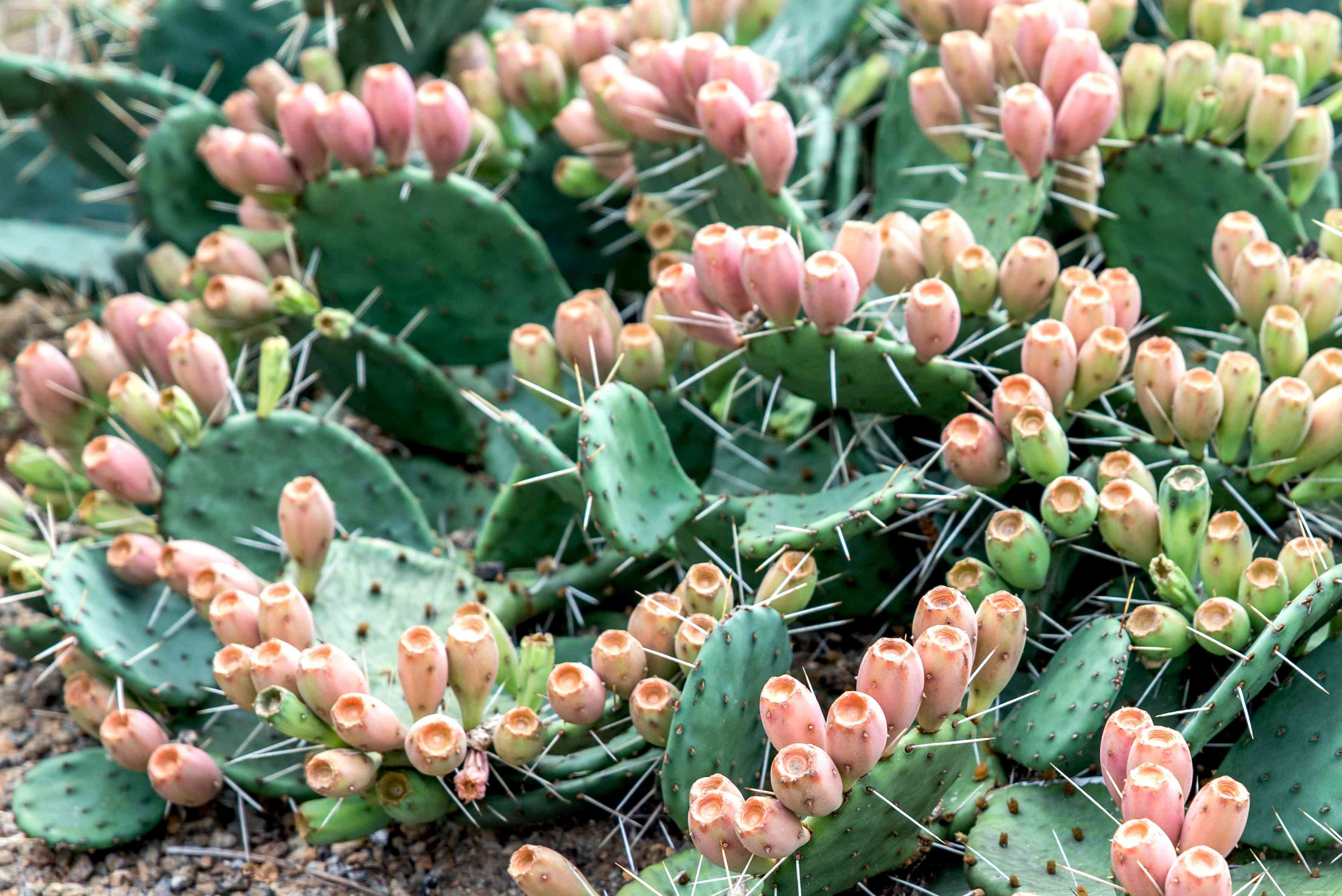 24 meilleurs types de plantes tolérantes au sel pour l aménagement paysager de plage et de bord de route 