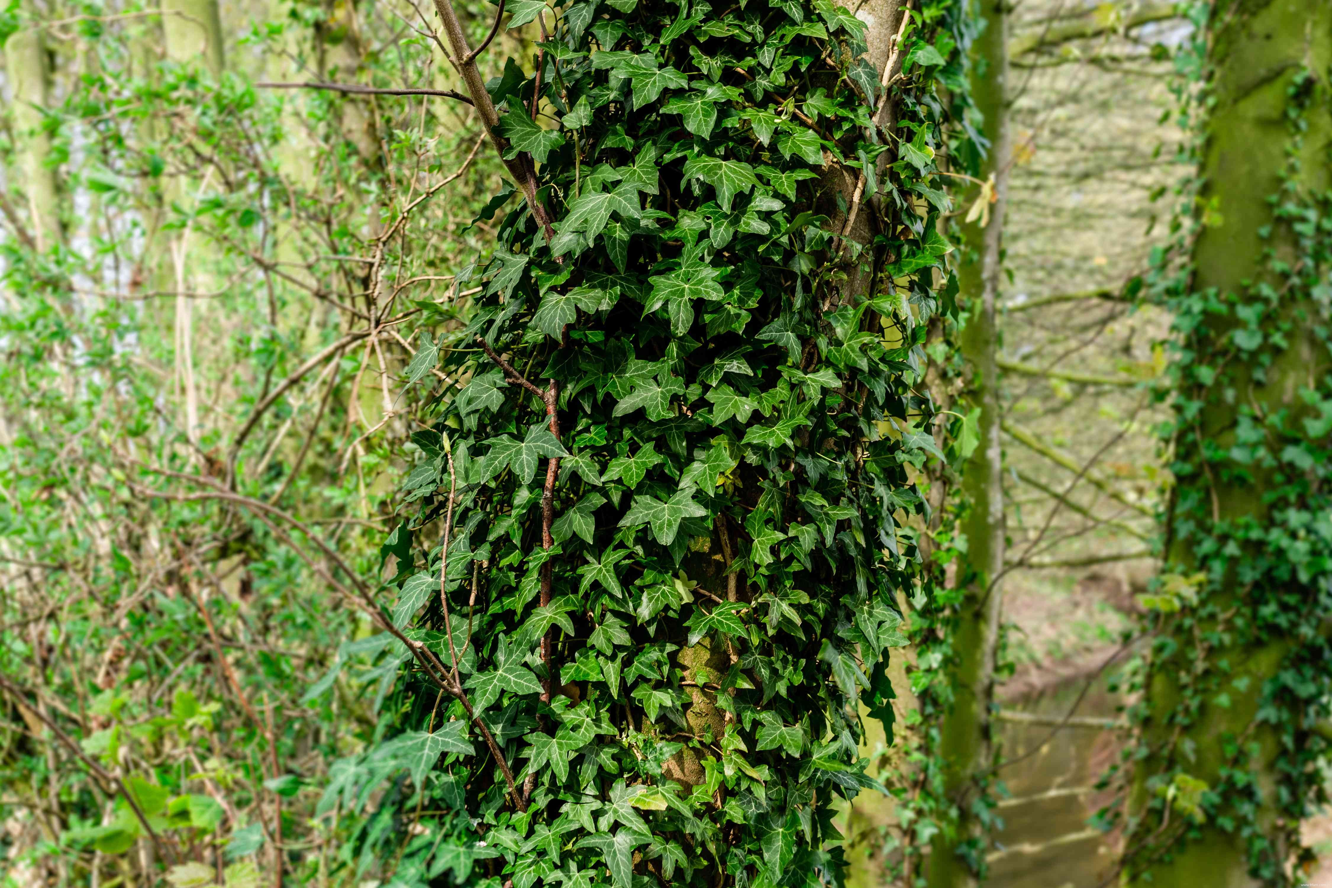 24 meilleurs types de plantes tolérantes au sel pour l aménagement paysager de plage et de bord de route 