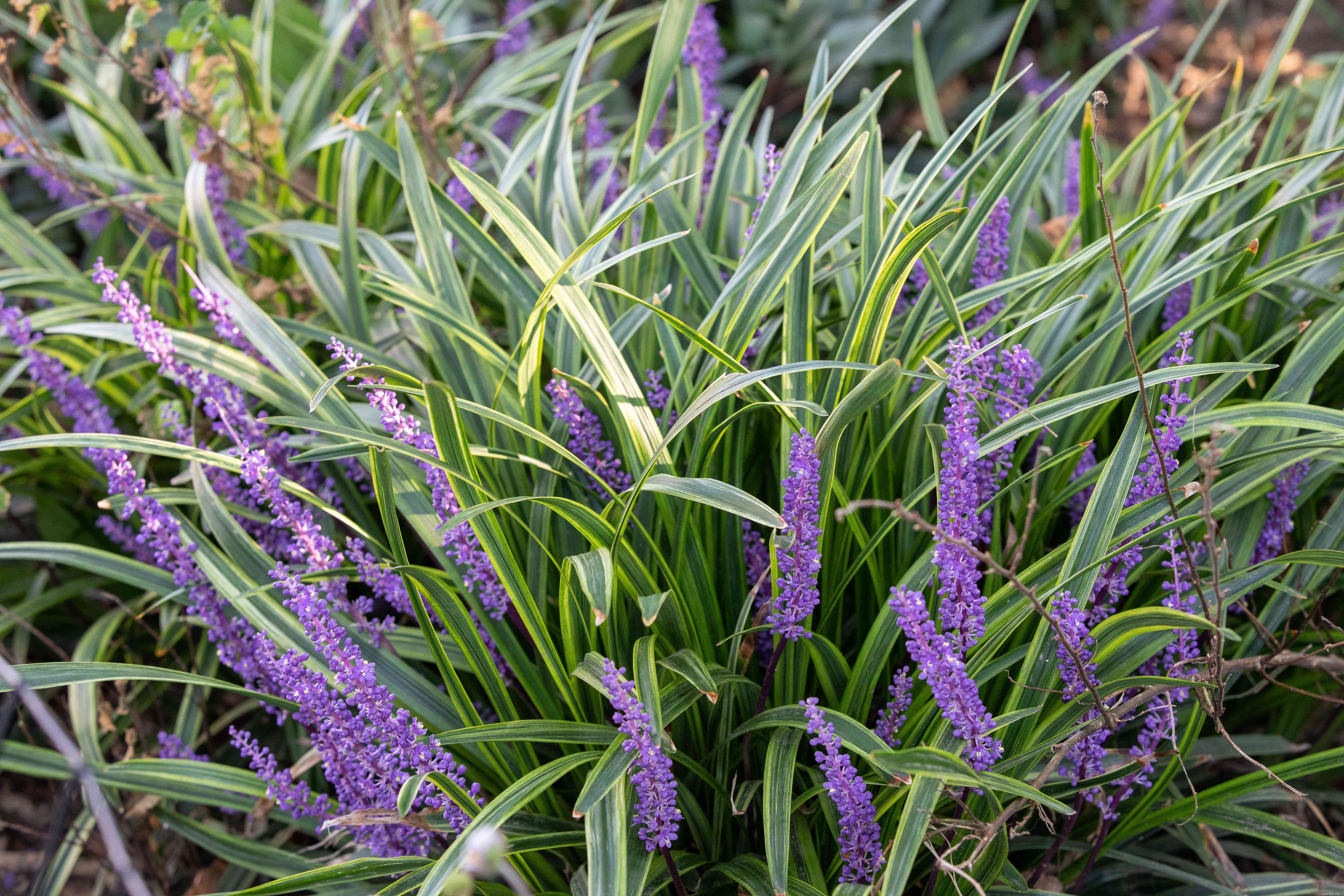 24 meilleurs types de plantes tolérantes au sel pour l aménagement paysager de plage et de bord de route 