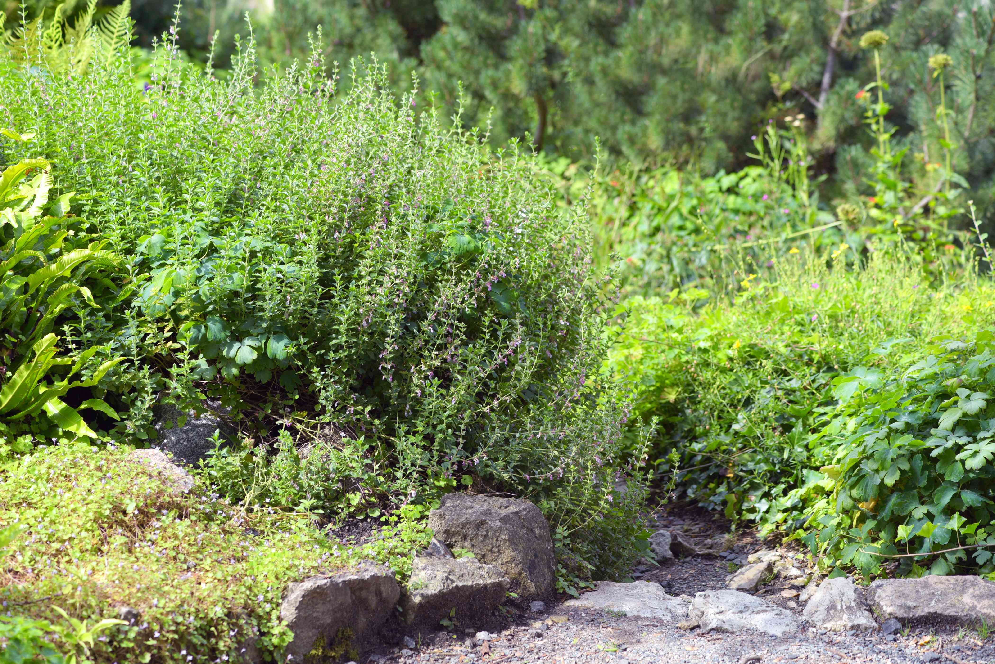 24 meilleurs types de plantes tolérantes au sel pour l aménagement paysager de plage et de bord de route 