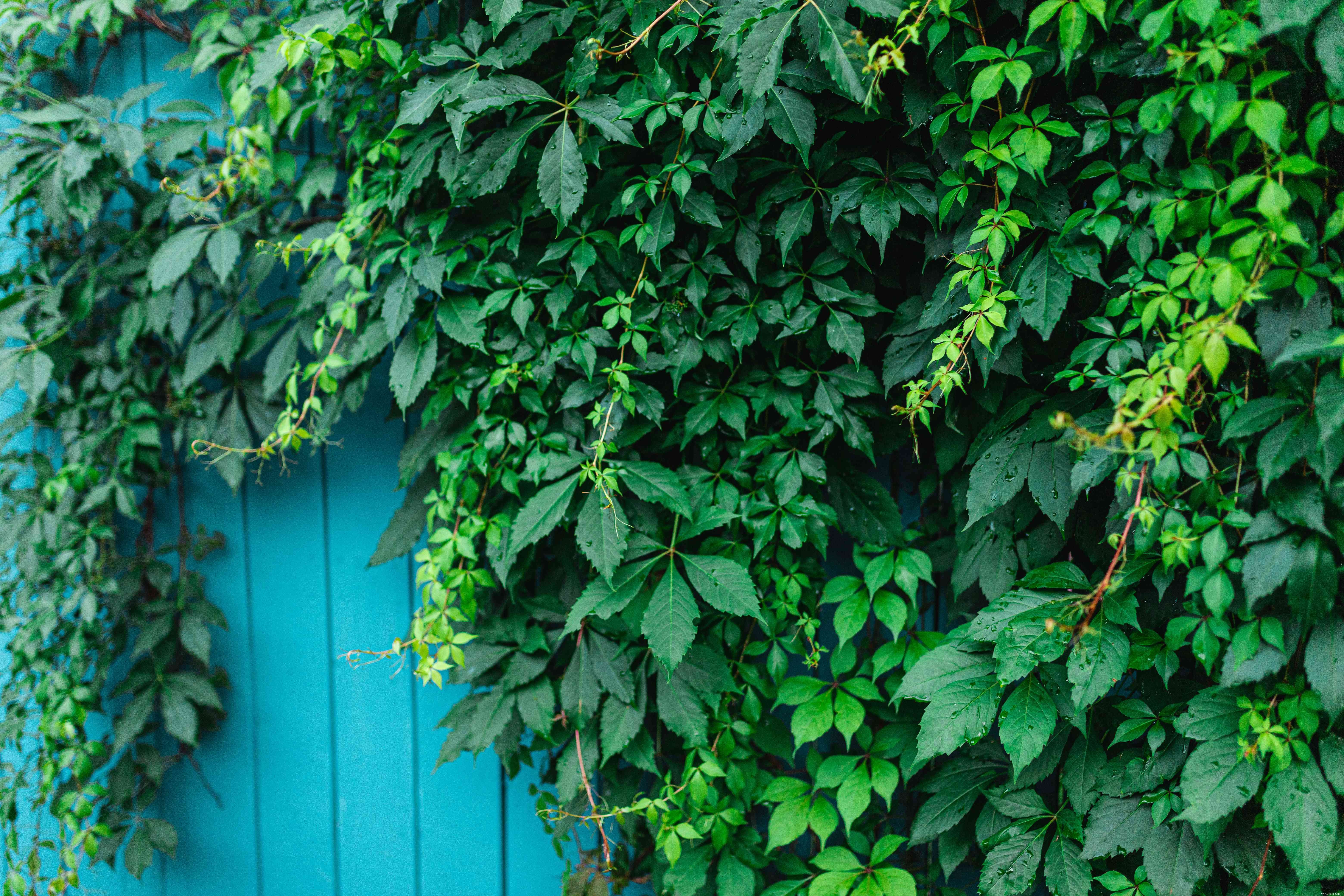 24 meilleurs types de plantes tolérantes au sel pour l aménagement paysager de plage et de bord de route 