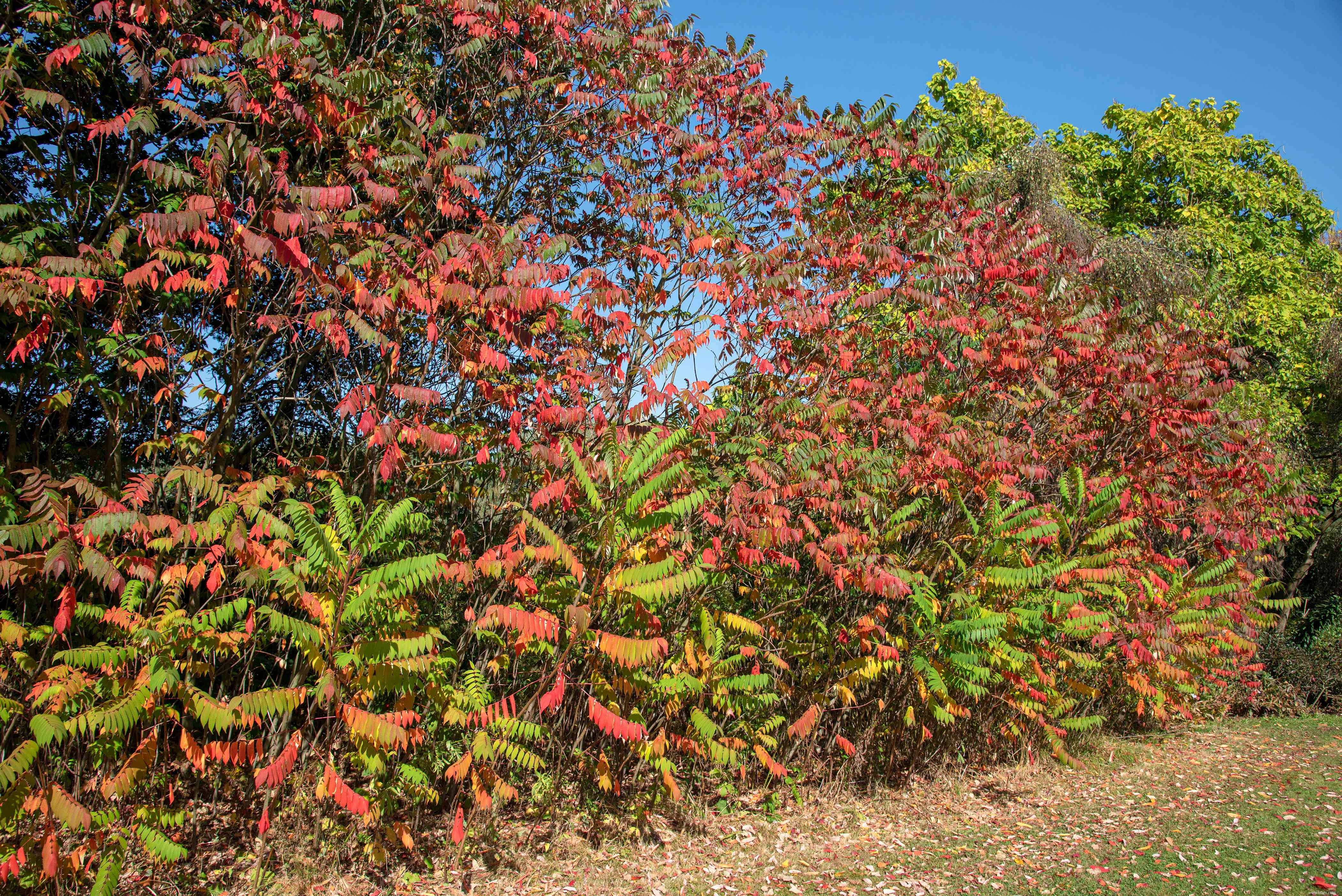 24 meilleurs types de plantes tolérantes au sel pour l aménagement paysager de plage et de bord de route 