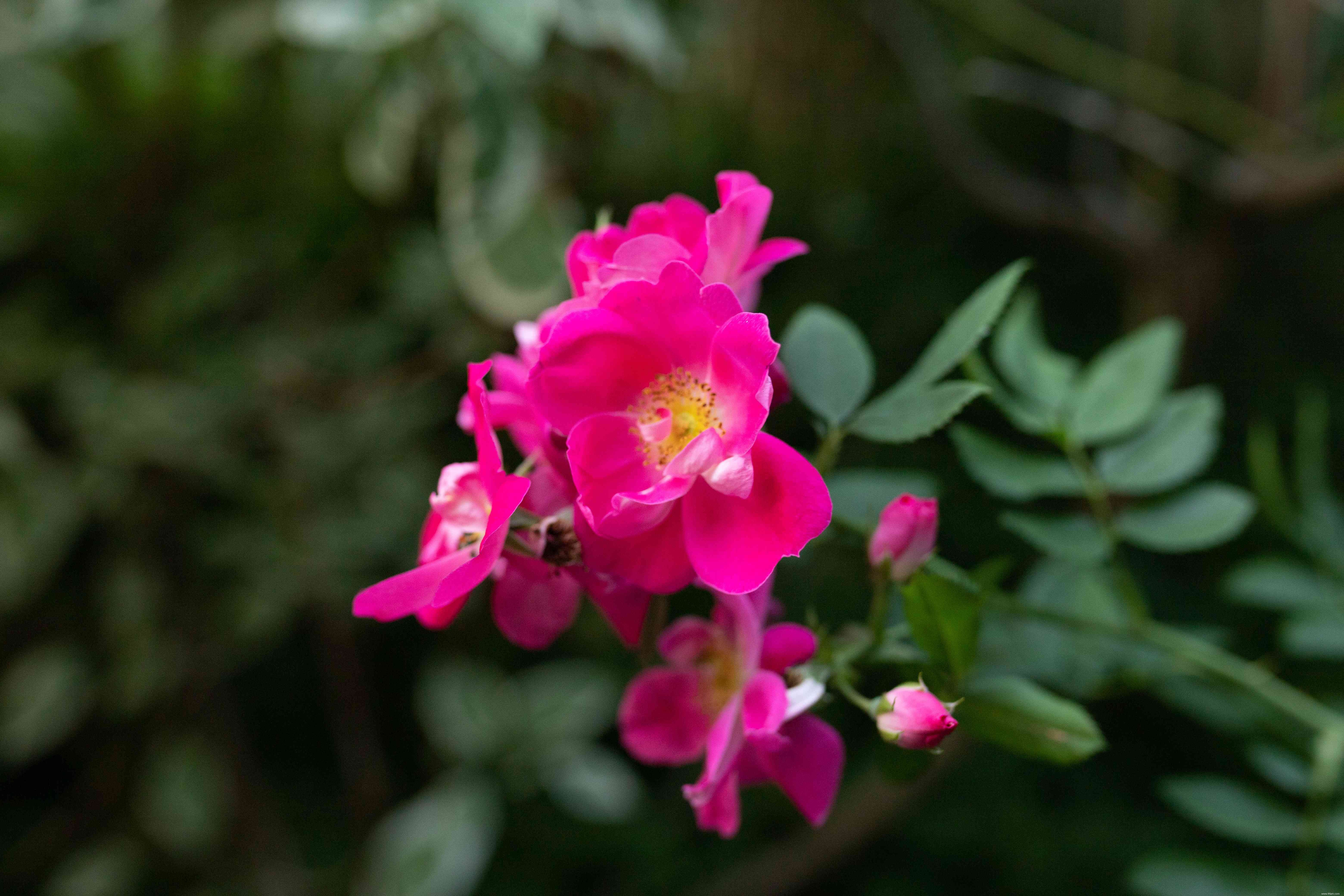 24 meilleurs types de plantes tolérantes au sel pour l aménagement paysager de plage et de bord de route 