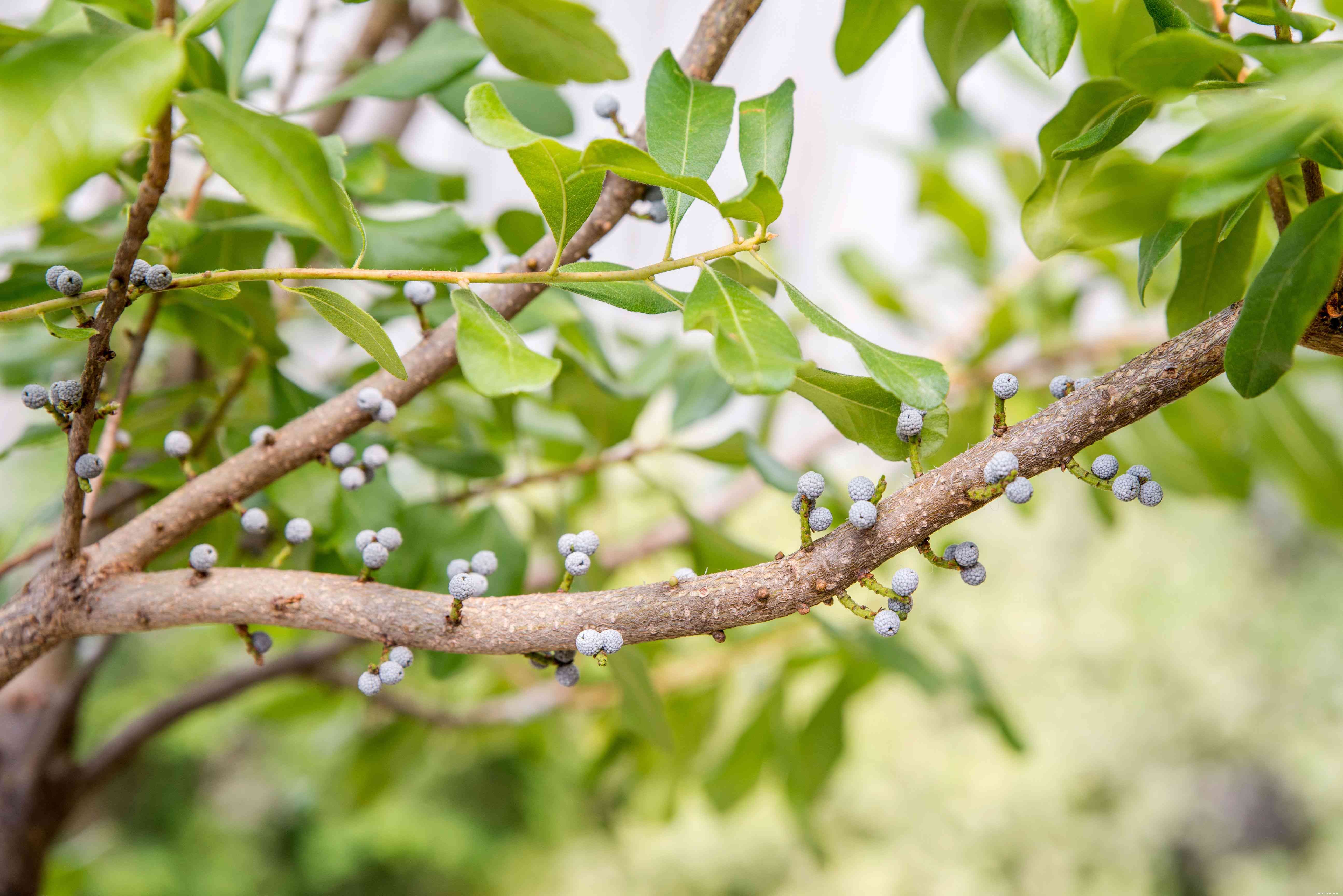 24 meilleurs types de plantes tolérantes au sel pour l aménagement paysager de plage et de bord de route 