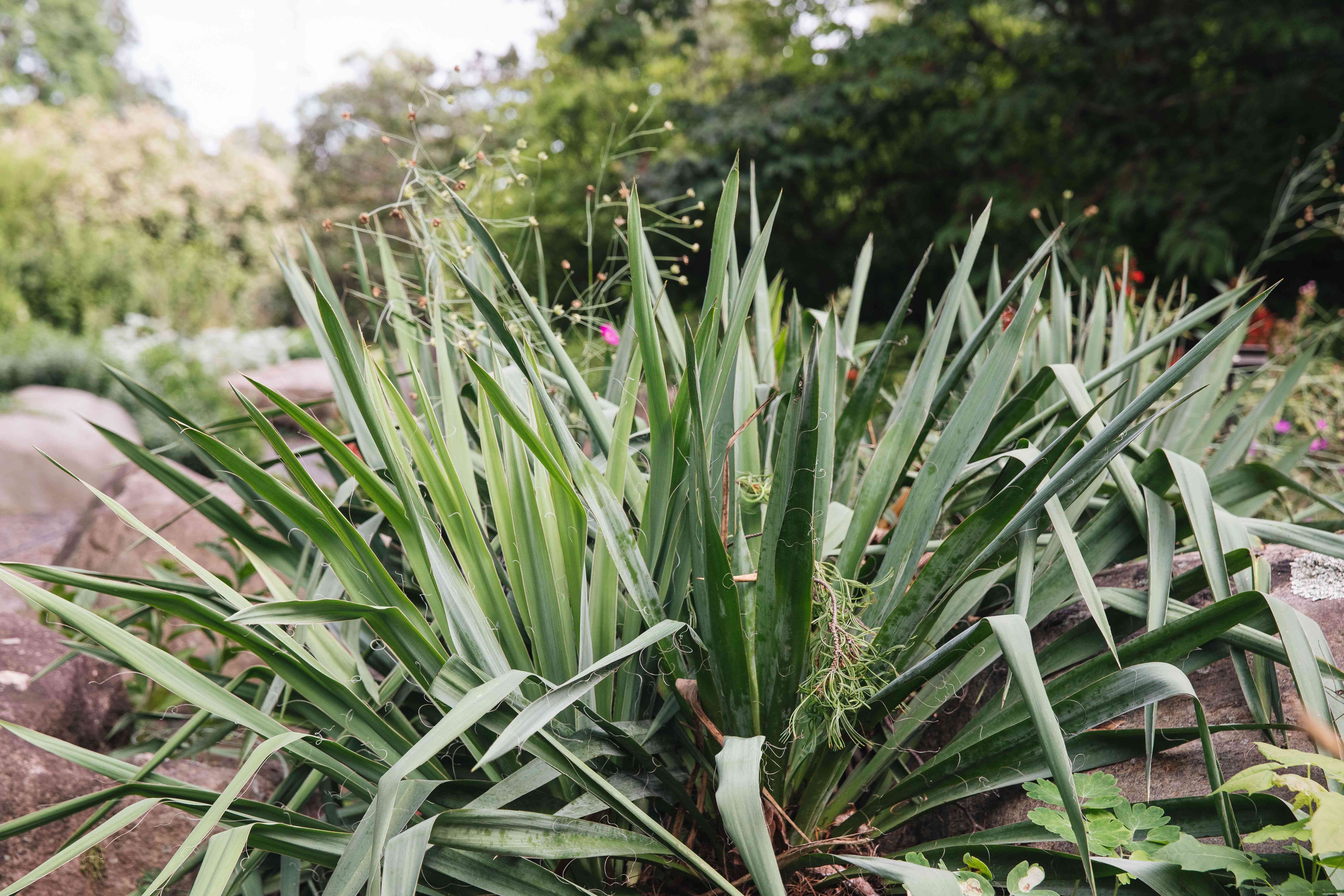 24 meilleurs types de plantes tolérantes au sel pour l aménagement paysager de plage et de bord de route 