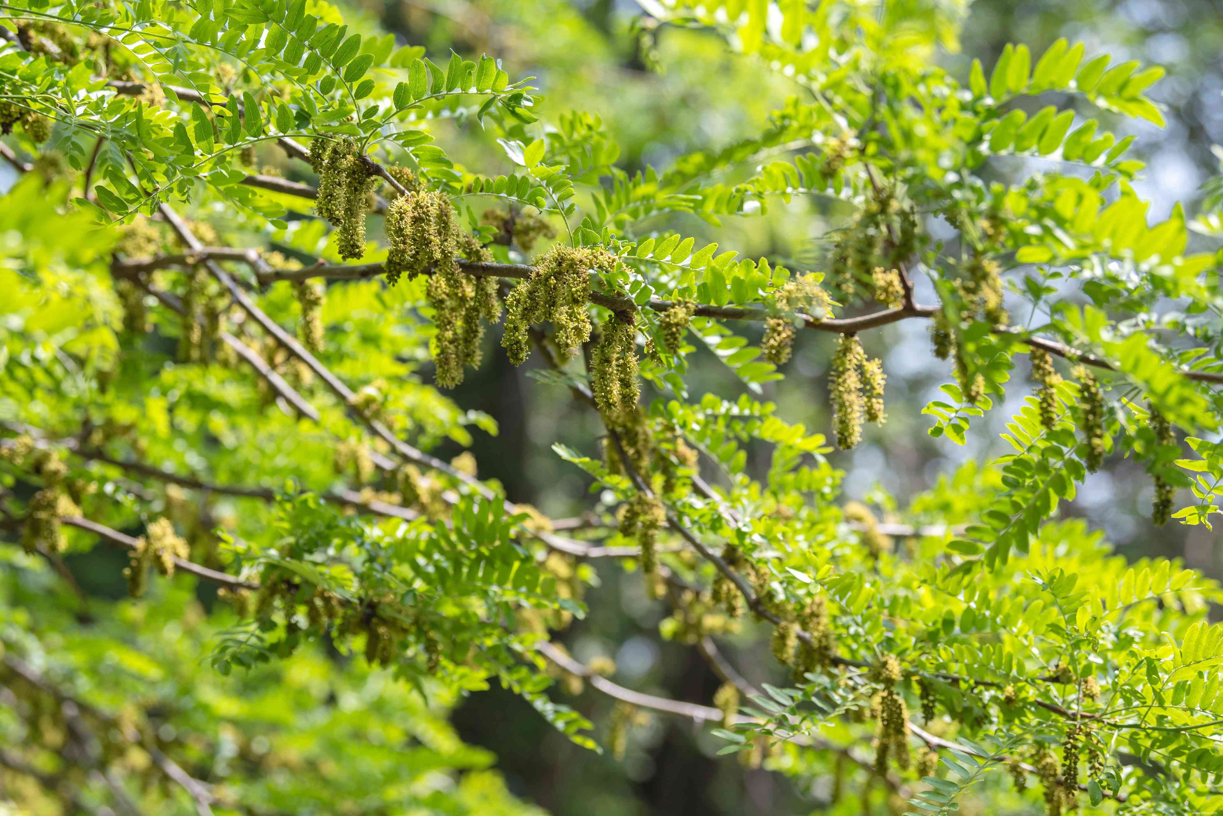 24 meilleurs types de plantes tolérantes au sel pour l aménagement paysager de plage et de bord de route 