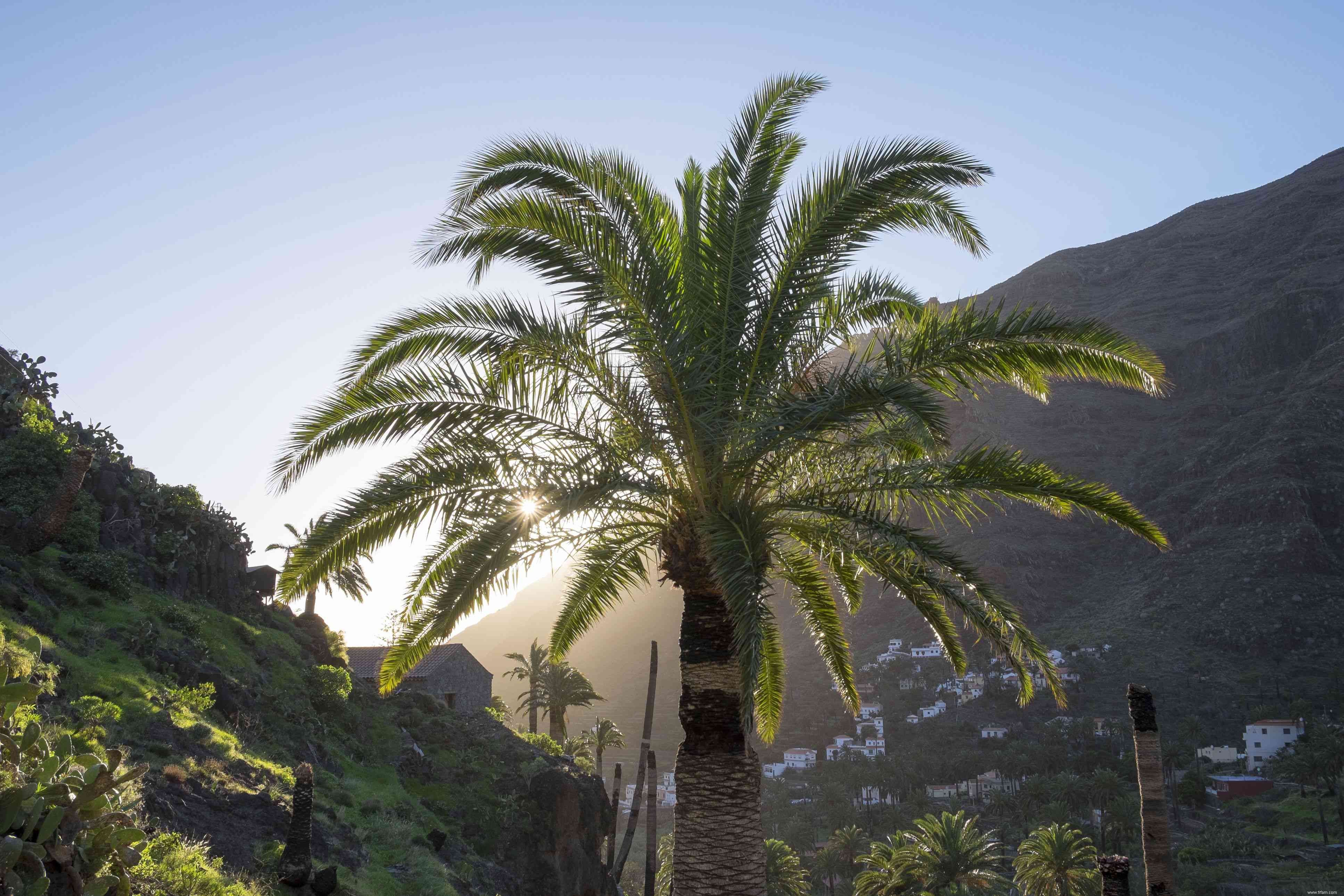 24 meilleurs types de plantes tolérantes au sel pour l aménagement paysager de plage et de bord de route 