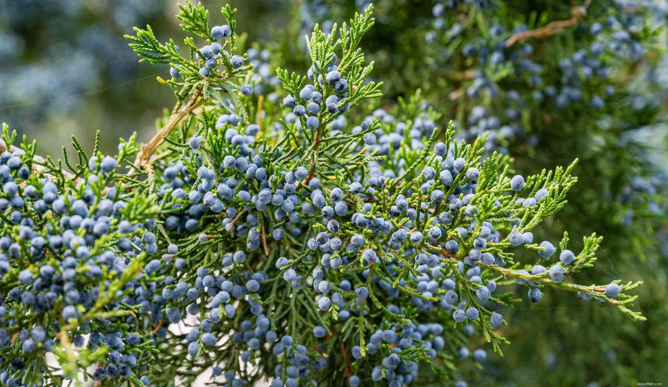 24 meilleurs types de plantes tolérantes au sel pour l aménagement paysager de plage et de bord de route 