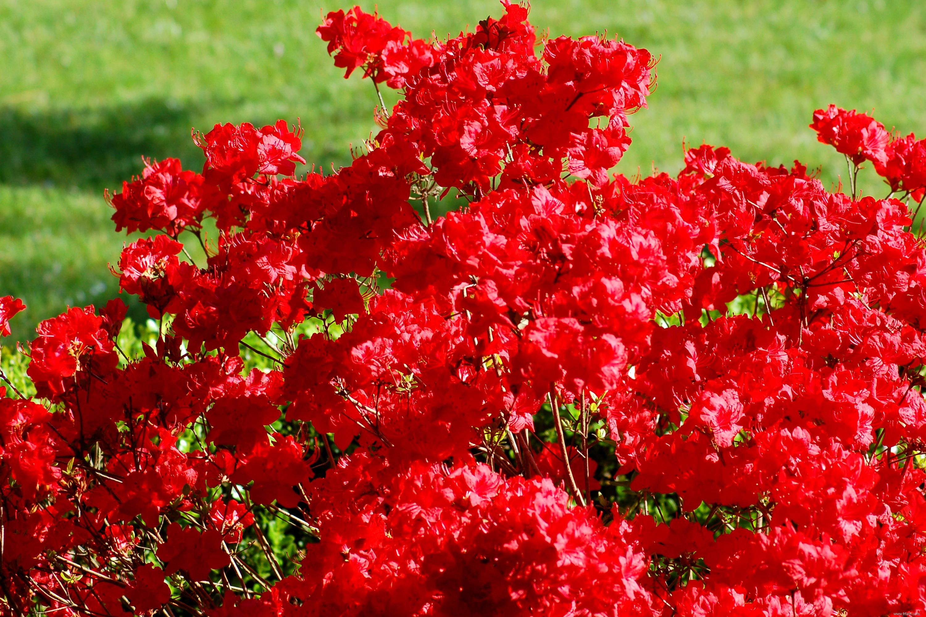 Meilleures plantes à fleurs à feuilles persistantes à cultiver 