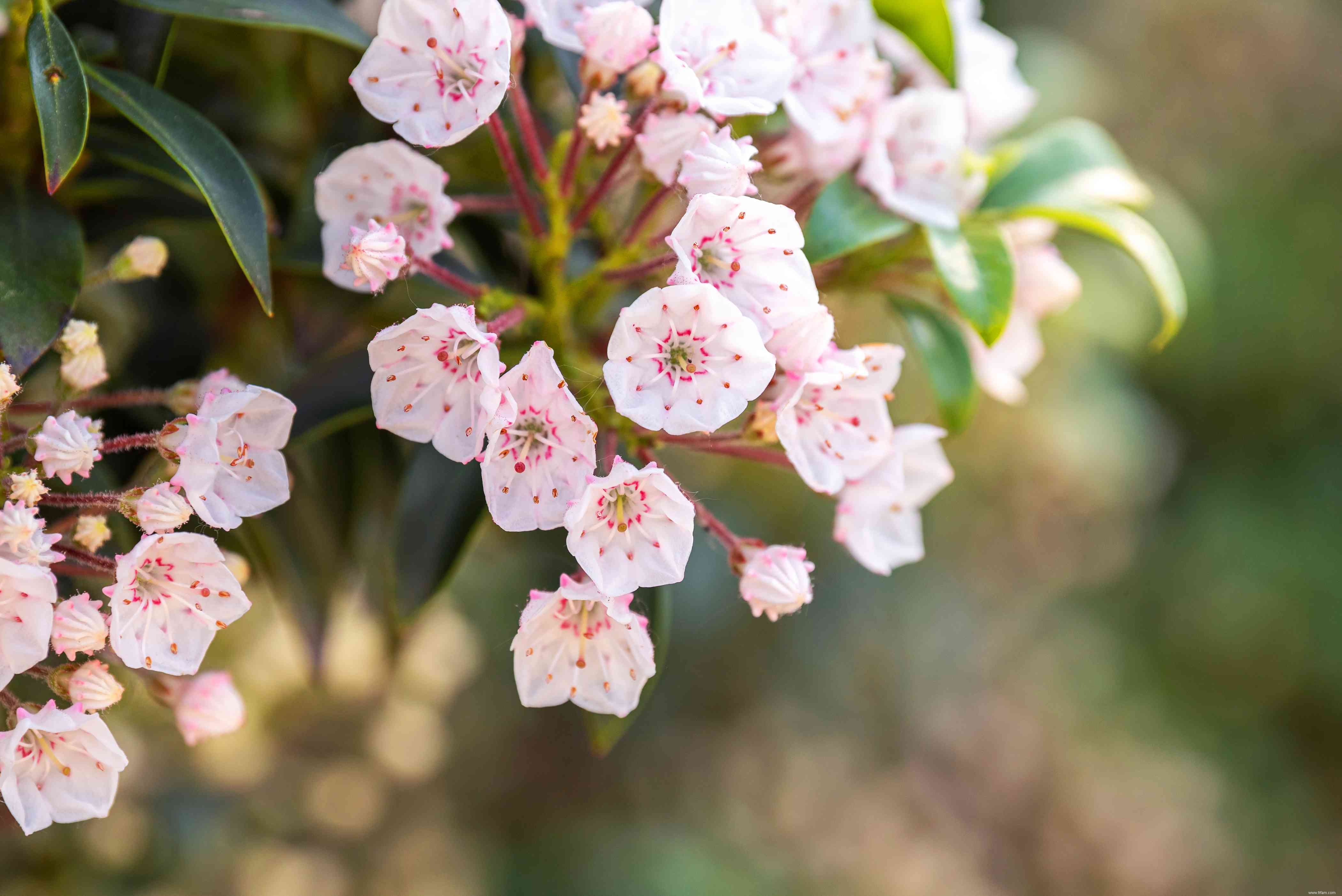 Meilleures plantes à fleurs à feuilles persistantes à cultiver 