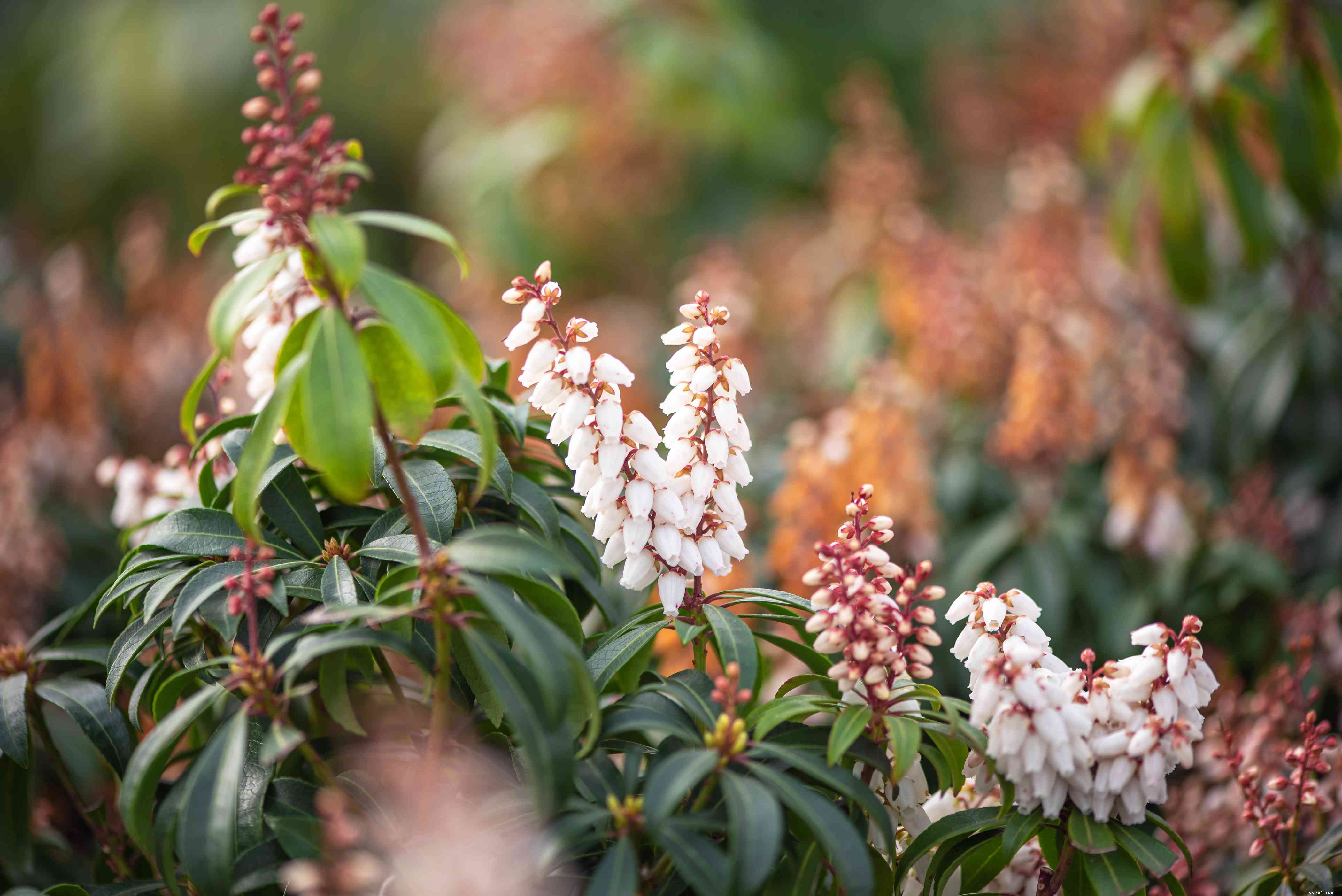 Meilleures plantes à fleurs à feuilles persistantes à cultiver 