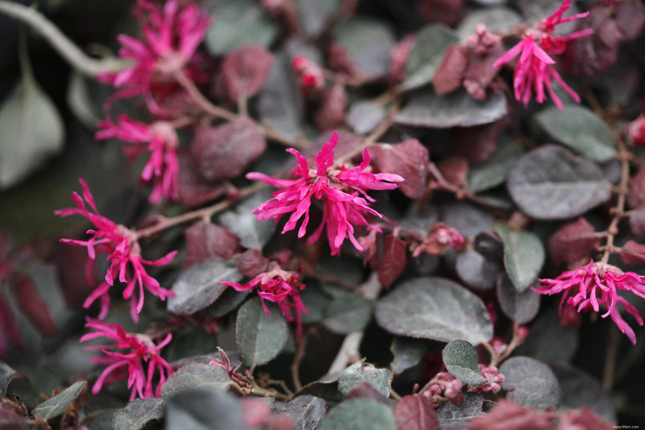 Meilleures plantes à fleurs à feuilles persistantes à cultiver 