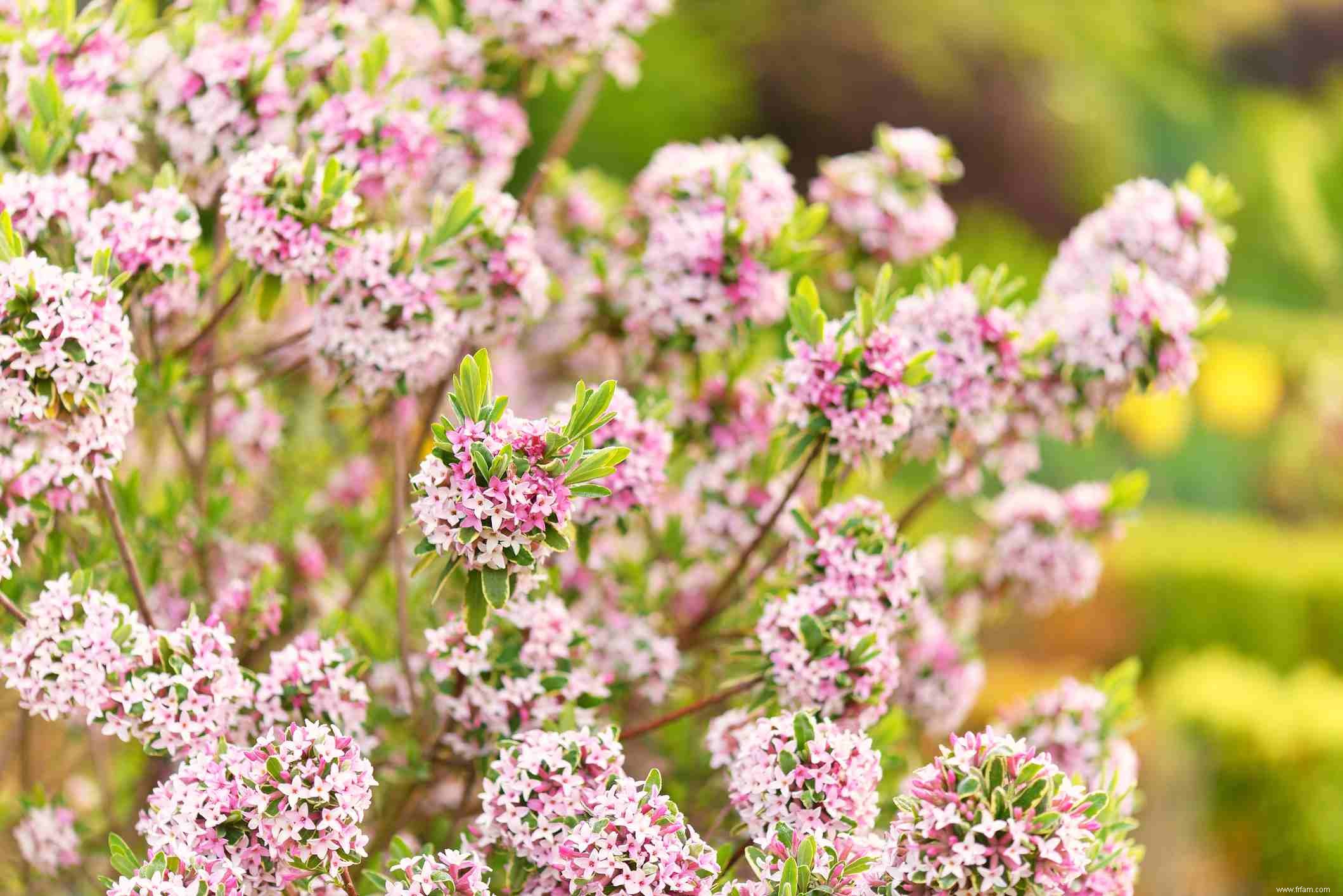 Meilleures plantes à fleurs à feuilles persistantes à cultiver 